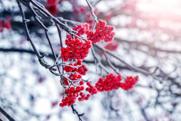 stock image Frost-covered red rowan berries on a tree in winter