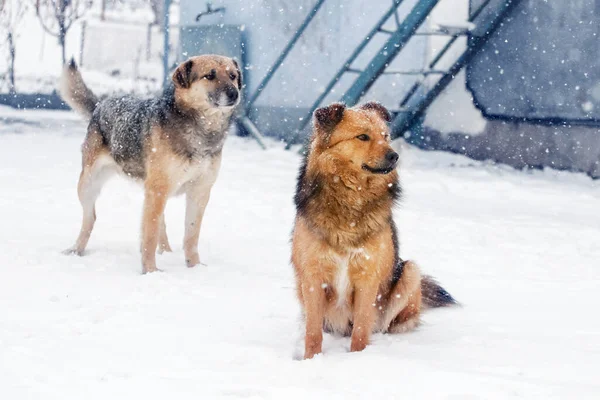 農家の庭の雪の間の冬の2匹の犬 — ストック写真