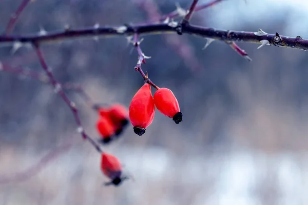 A branch of rose hips with red berries in winter on a blurred background