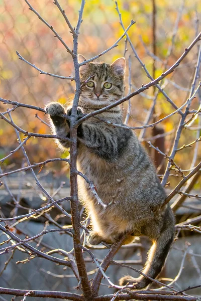 木の上の秋の庭で太い縞模様の面白い猫 — ストック写真