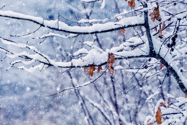 Téli Erdő Varázslatos Sarka Hófákkal Borított Ágakkal Száraz Levelekkel Hóesés — Stock Fotó