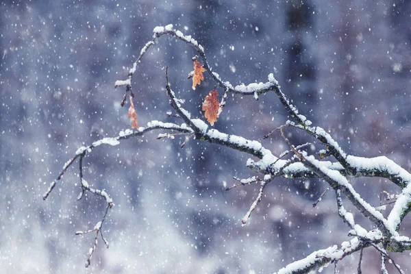Egy Furcsa Alakú Hófödte Száraz Levelekkel Erdőben Hóesés Idején — Stock Fotó