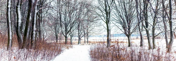Floresta Inverno Com Árvores Cobertas Neve Uma Estrada Meio — Fotografia de Stock