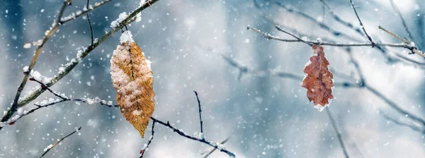 Atmosferyczny Widok Zimowy Śnieżnymi Suchymi Liśćmi Lesie Drzewach — Zdjęcie stockowe