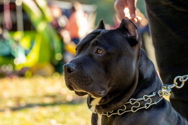 Siyah Amstaff köpeği, köpeğin profil portresi.