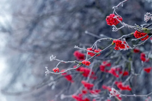 Frost Covered Red Rowan Berries Tree Winter — Zdjęcie stockowe