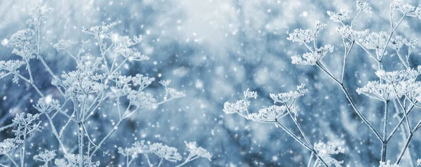 Atmosferyczny Zimowy Krajobraz Suchymi Roślinami Pokrytymi Mrozem Rozmytym Tle Podczas — Zdjęcie stockowe