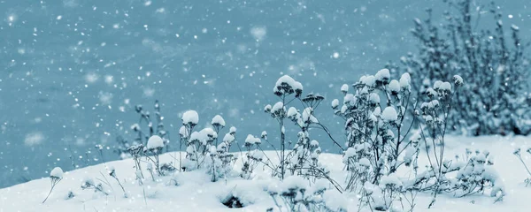 Atmosferyczny Zimowy Krajobraz Pokrytymi Śniegiem Suchymi Roślinami Pobliżu Rzeki Podczas — Zdjęcie stockowe