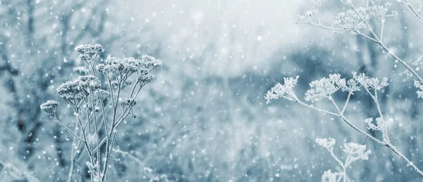 Paisagem Inverno Atmosférica Com Plantas Secas Cobertas Neve Floresta Durante — Fotografia de Stock