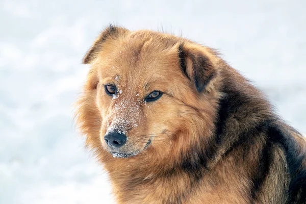 Big Brown Fluffy Dog Snow Covered Snout Dog Portrait Close — Stockfoto