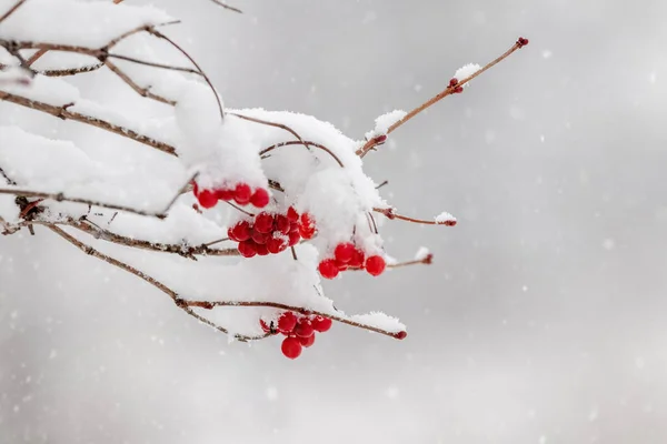 Krzew Viburnum Pokryty Śniegiem Czerwonymi Jagodami Obfitych Opadach Śniegu — Zdjęcie stockowe