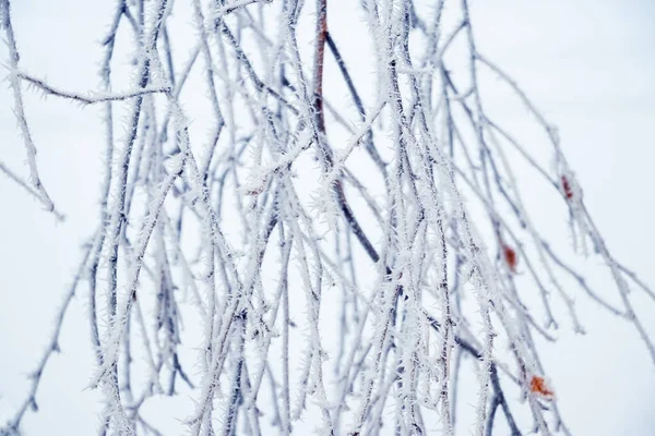 Березовые Ветви Покрыты Морозом Светлом Фоне — стоковое фото