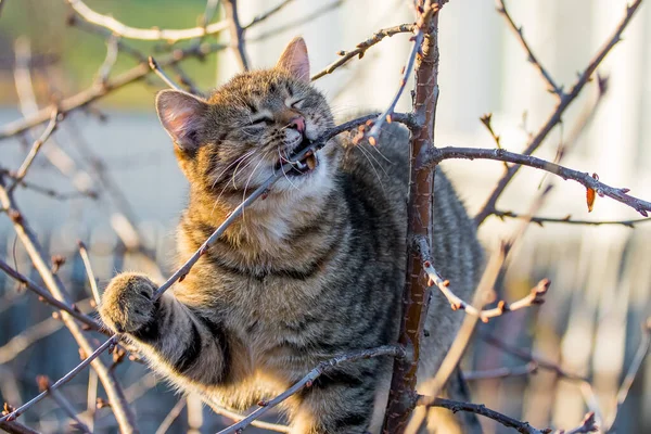 Кіт Саду Дереві Сонячну Погоду Прищеплює Гілку — стокове фото