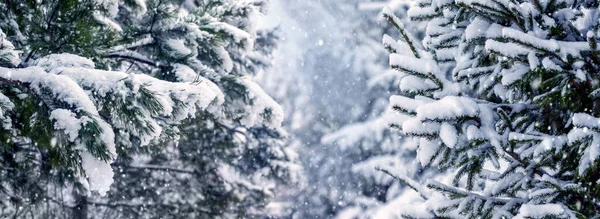 Téli Erdő Havas Fenyőfákkal Hóesés Idején Téli Háttér — Stock Fotó
