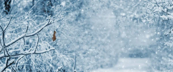 Зимний Лес Заснеженными Деревьями Время Снегопада — стоковое фото