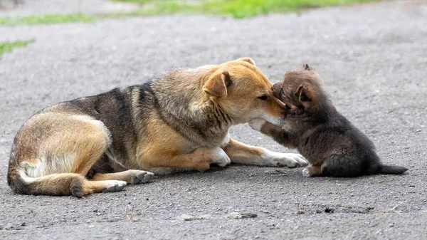 Little Brown Puppy Playing His Mother Dog — ストック写真