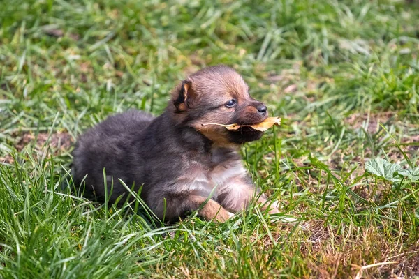 小さな子犬が芝生の上の庭に座って 歯に乾いた葉を保持します — ストック写真