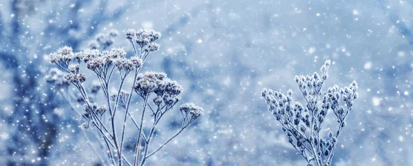 Атмосферный Зимний Вид Морозом Заснеженными Сухими Растениями Лесу Размытом Фоне — стоковое фото