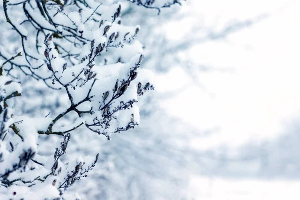 Zimní Pohled Zasněženými Větvemi Stromů Silném Sněžení — Stock fotografie