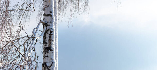 Winter Christmas and New Year background with snow-covered birch branches on a clear sky background, copy space for text