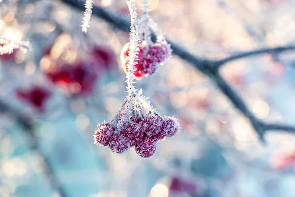 Viburnum Clusters Covered Frost Red Berries Sunny Weather — Stock Photo, Image