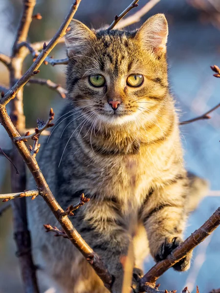 Tabby Γάτα Ένα Δέντρο Φθινόπωρο Μια Ηλιόλουστη Μέρα — Φωτογραφία Αρχείου