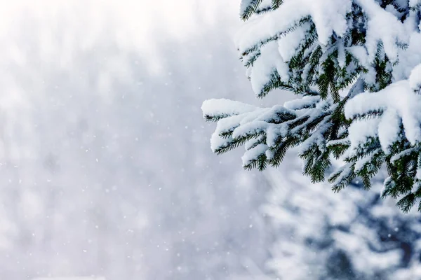 Hóval Borított Lucfenyő Ágak Erdőben Homályos Háttérrel — Stock Fotó