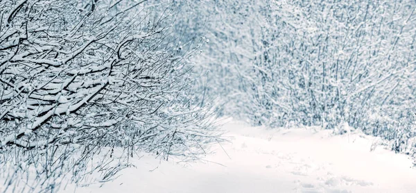 豪雪後の雪に覆われた木々や茂みと冬の森 冬の森の道 — ストック写真