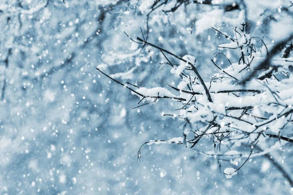 Téli Erdő Hóesés Idején Faágak Hóval Borítva — Stock Fotó