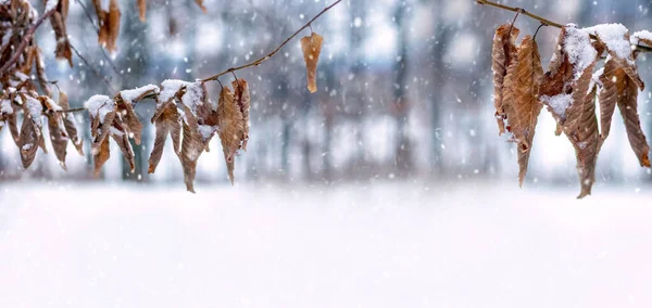 Zimowy Krajobraz Pokrytymi Śniegiem Gałęziami Drzew Suchymi Liśćmi Rozmytym Tle — Zdjęcie stockowe