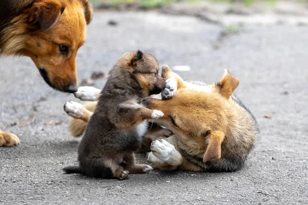 Little Brown Puppy Playing His Mother Dog — ストック写真