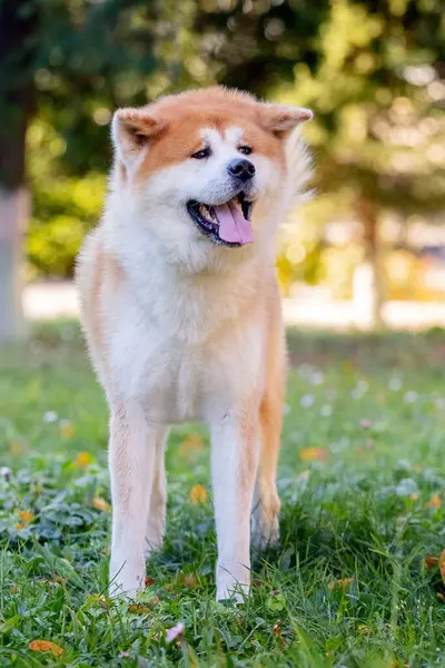Cão Raça Shiba Inu Fica Parque Grama — Fotografia de Stock