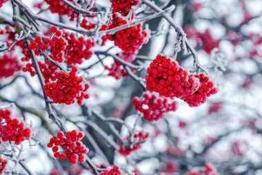 Frost-covered red rowan berries on a tree in winter