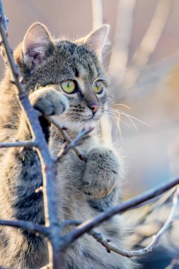 Özenli bakışlı bir kedi güneşli bir sonbaharda bir ağaçta oturur.