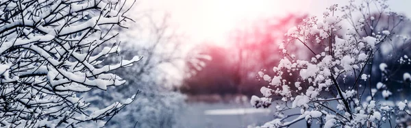 Plantas Cobertas Com Neve Macia Margem Rio Durante Pôr Sol — Fotografia de Stock