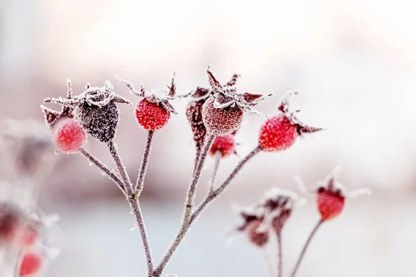 Rosehip Berries Covered Frost Bush Winter Sunny Weather — Foto de Stock