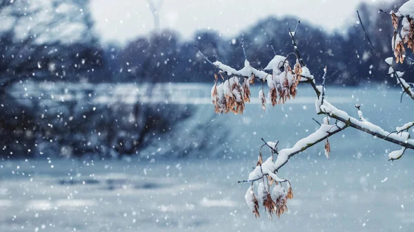 Paisagem Inverno Com Ramo Árvore Coberto Neve Margem Rio Durante — Fotografia de Stock