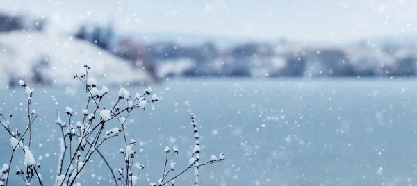 Зимний Пейзаж Заснеженными Сухими Ветвями Растений Берегу Реки Время Снегопада — стоковое фото