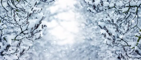 Téli Háttér Hófákkal Borított Ágakkal Hófákkal Borított Fák Hátterében — Stock Fotó
