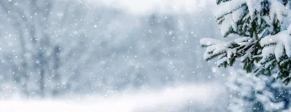 Téli Háttér Téli Táj Hófödte Lucfenyő Ágak Erdőben Homályos Háttér — Stock Fotó