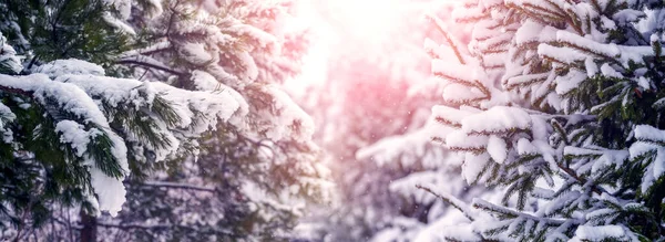 Hófödte Lucfenyő Ágak Téli Erdőben Naplementekor — Stock Fotó