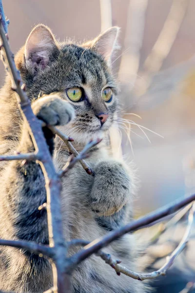 Кіт Уважним Виглядом Сидить Дереві Восени Сонячну Погоду — стокове фото