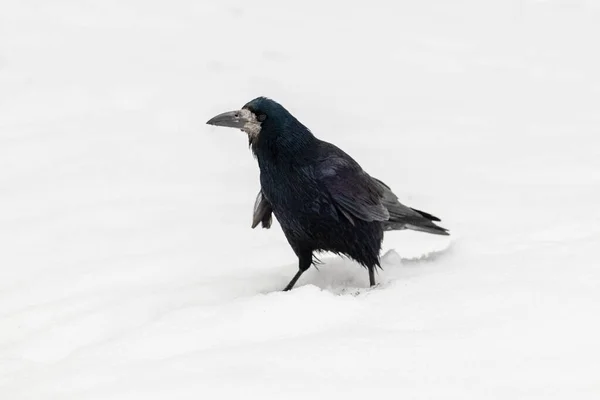 Black Crow Winter Park Snow — Stock Photo, Image