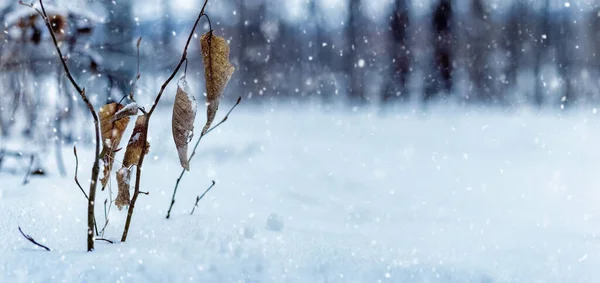 Zimowy Krajobraz Suchymi Liśćmi Gałęzi Drzewa Lesie Podczas Opadów Śniegu — Zdjęcie stockowe