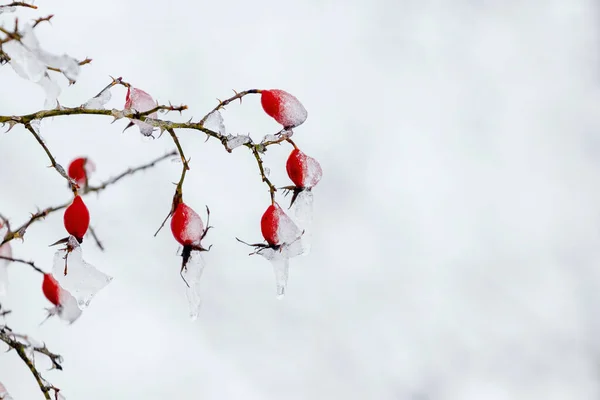 Ledem Pokryté Červené Růže Bobule Zahradě Keři Světlém Pozadí — Stock fotografie