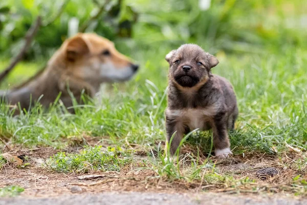 母親の犬の隣の草の上の庭の小さな子犬 — ストック写真