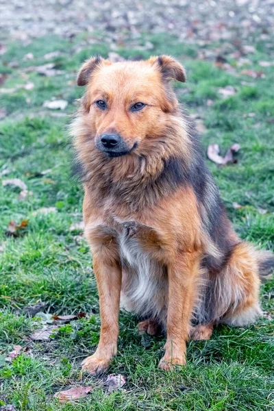 Ein Brauner Zotteliger Hund Sitzt Auf Dem Gras — Stockfoto