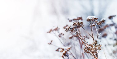Kar ve buzla kaplı kuru bitkiler hafif bir arka planda bir tarlada