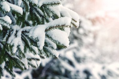 Gün batımında kar ormandaki ladin dallarını kaplamıştı.