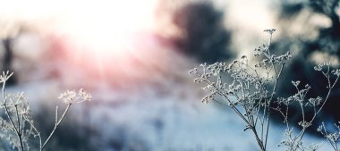 Güneşli bir kış sabahı, parktaki buza buğulanmış bitkilerle bulanık bir zeminde.